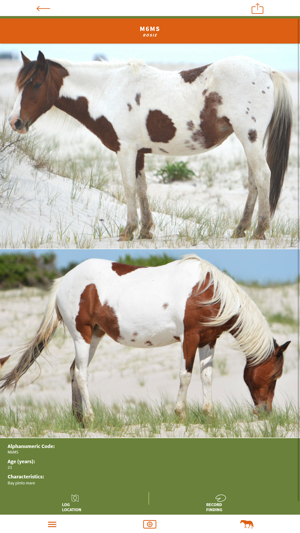 Assateague Horse ID