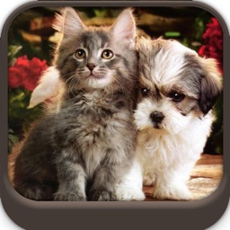 Best Cute Puppies and Cute Cat Wallpapers HD