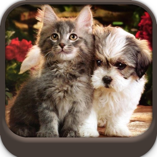 Best Cute Puppies and Cute Cat Wallpapers HD Icon