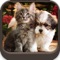 Now you are in one of the Best Cute Puppies and Cute Cat Wallpapers Depository Ever in App Store