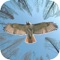 Play Birds Sniper Shooting shooting game to shoot as many as possible birds
