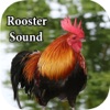 Icon Rooster Sound – Rooster Crowing Sound