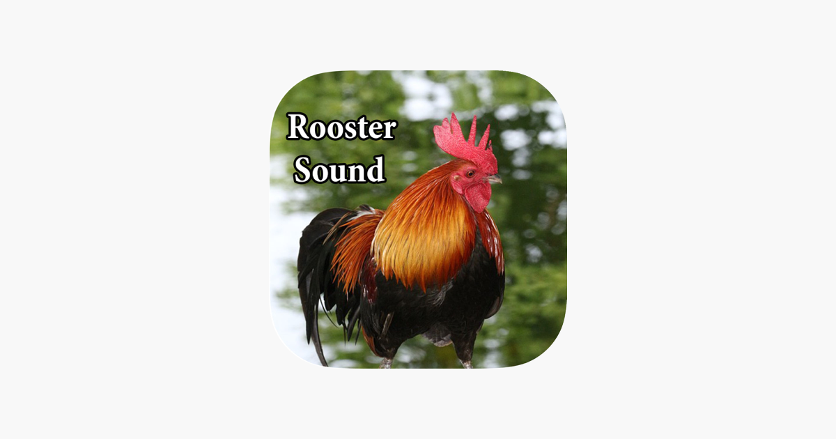 Аудио петухов. Rooster Sounds. Cock's Crow - Rooster Sampler - Diana Ison.