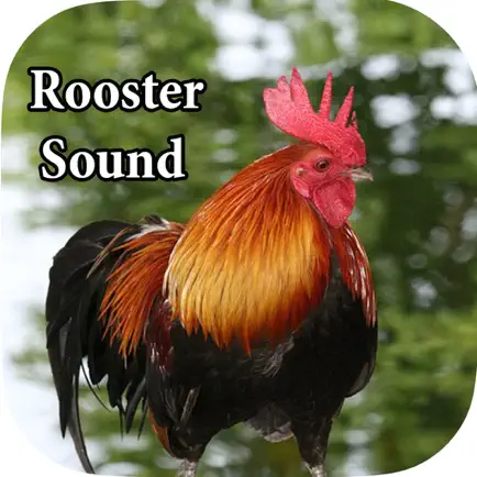 Rooster Sound – Rooster Crowing Sound Cheats