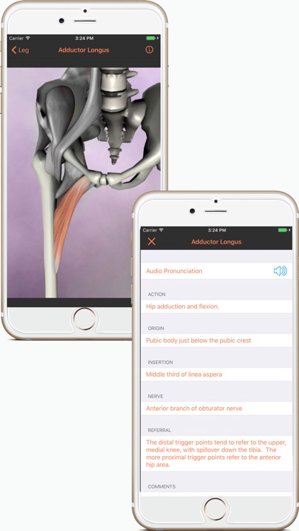 Muscles : Anatomy Quiz & Reference