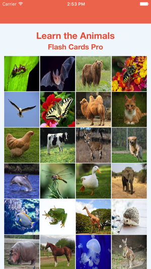 Learn the Animals Flash Cards Pro(圖1)-速報App