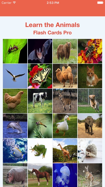 Learn the Animals Flash Cards Pro