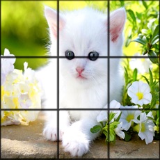 Activities of CATS:Picture Puzzle Stars