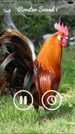 Game screenshot Rooster Sound – Rooster Crowing Sound hack