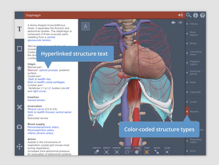 Thorax: 3D Real-time Human Anatomy screenshot-3