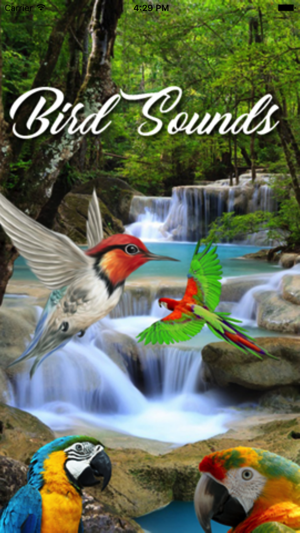 Birds Sounds and Music