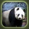 Can You Escape  Baby Panda Games