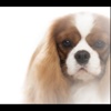 Cavalier Specialty Dog Show.