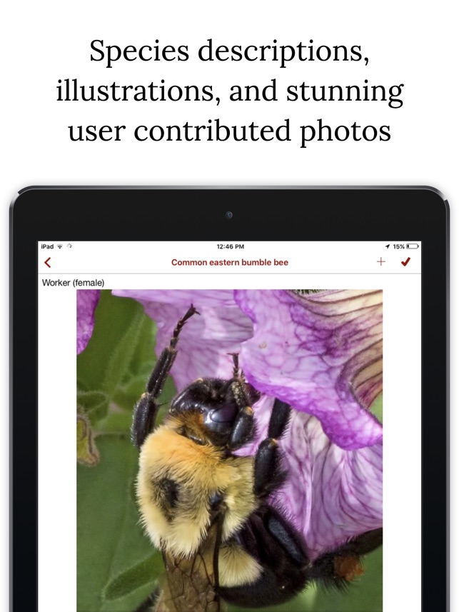 Bumble Bee Watch On The App Store