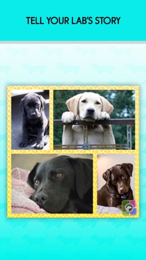 Pet Collage Maker and Edit.or