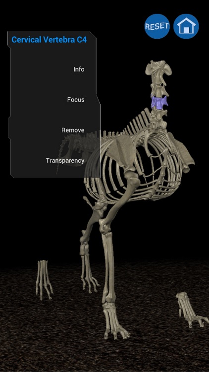 Osteology in Dogs screenshot-3