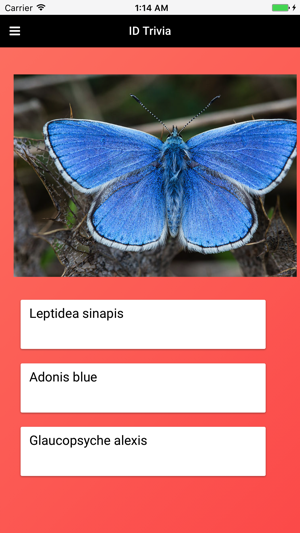 Butterfly Species of Great Britain(圖4)-速報App