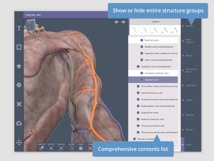Shoulder: 3D Real-time Human Anatomy