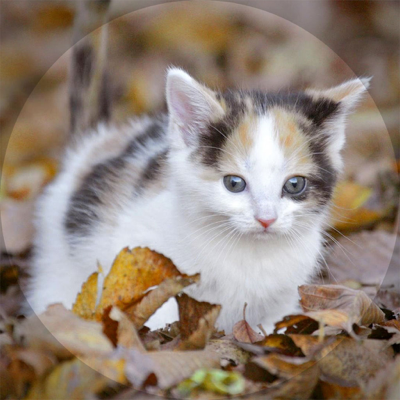 Animal Pictures - Animal Wallpaper and Backgrounds