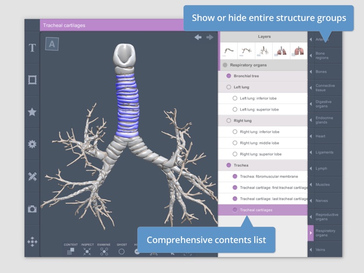 Thorax: 3D Real-time Human Anatomy