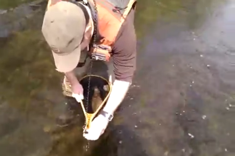River Fishing screenshot 4