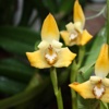 Orchideenfreunde-Bingen