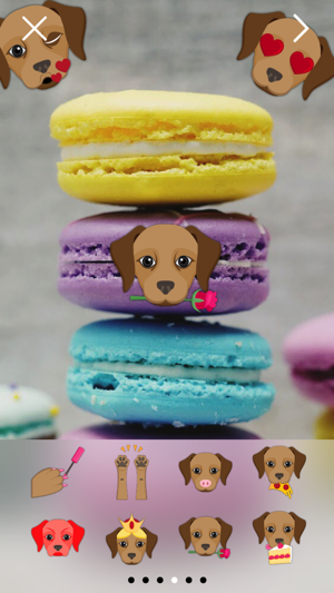 Chocolate Labrador Photo Booth(圖4)-速報App
