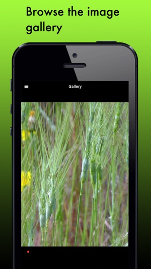 Grass Species: Types of Grass(圖5)-速報App