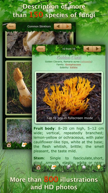 Mushrooms: Great Encyclopedia of Fungi
