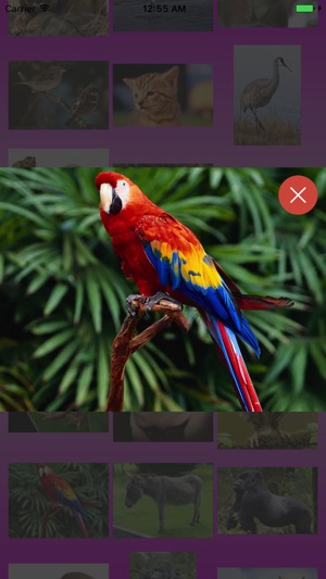 Animal Calls with bird sounds like an audio zoo(圖5)-速報App