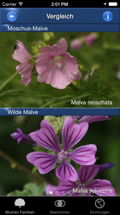 Blumen Id Automatik heimische Wildblumen bestimmen screenshot-3