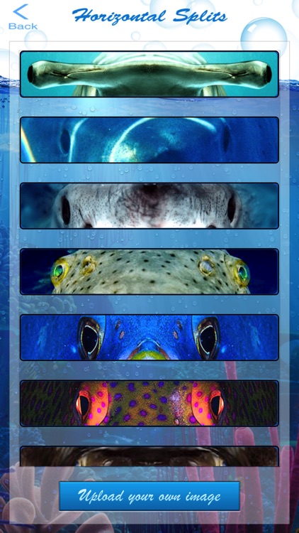 Shark Eyes Photo Blender - morph face into fish