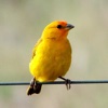 Canary Chirp Sounds