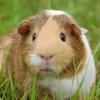 Guinea Pig Soundboard