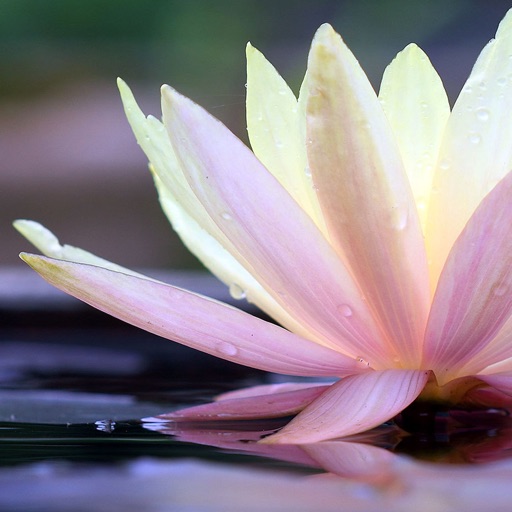 Meditate Me Guided Meditation