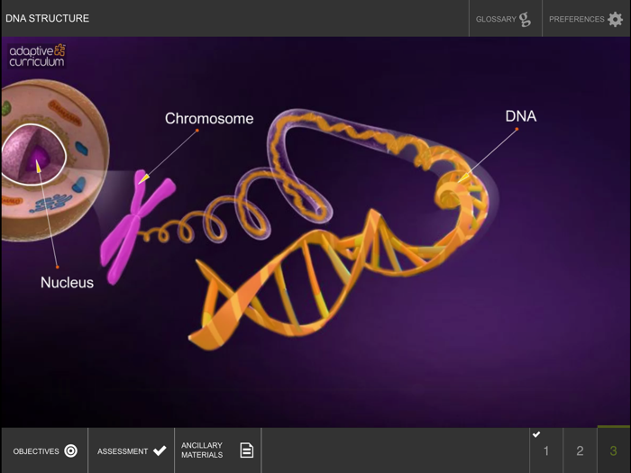 Exploring the Structure of DNA