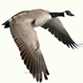 Get Waterfowl Call for iOS, iPhone, iPad Aso Report