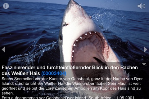Weißer Hai © Jostimages screenshot 3