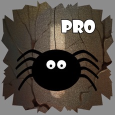 Activities of Spider Cave Pro