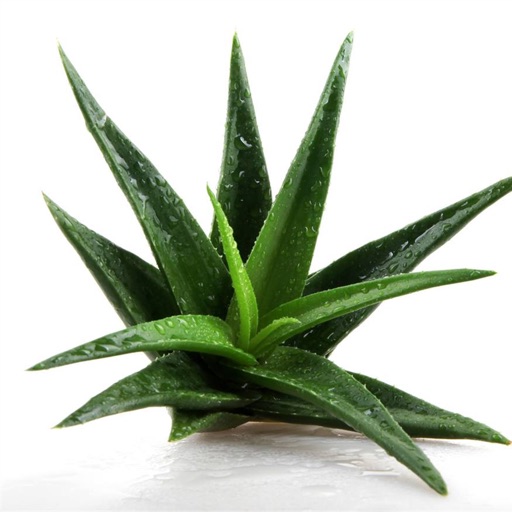 Aloe Vera Plus