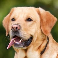 Animal Sounds App Kids pour PC