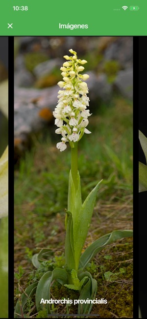 Orquídeas Ibéricas(圖8)-速報App