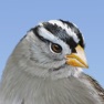 Get iBird Yard+ Guide to Birds for iOS, iPhone, iPad Aso Report