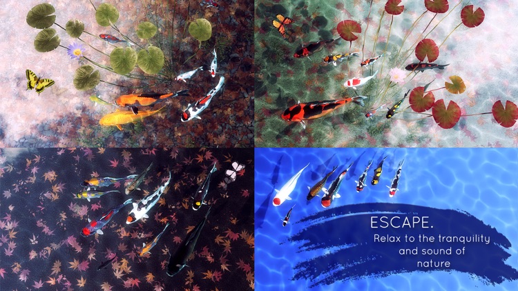 My Koi screenshot-4