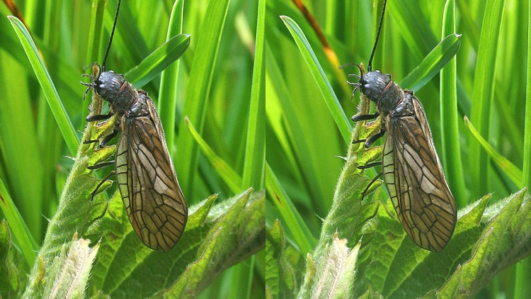 VR flies screenshot-4