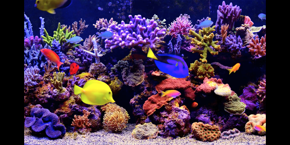 Amazing Aquarium On The App Store