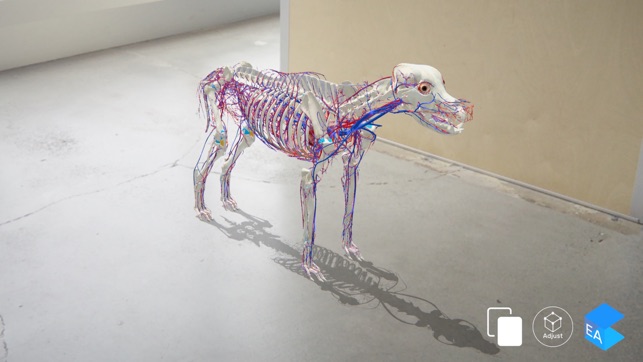 EasyAnatomy: 3D Canine Anatomy