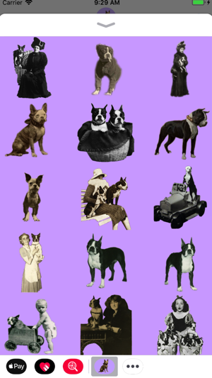 Vintage Boston Bull Terrier(圖1)-速報App