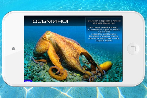 Ocean: encyclopedia of the sea animals screenshot 2