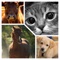 Have fun learning all the sounds of animals, hundreds of pictures of tender and loving puppies, enjoy with sounds and realistic images